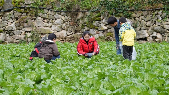 绿意盎然！古蔺这个"菜篮子"……(图2)