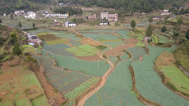 绿意盎然！古蔺这个"菜篮子"……(图3)