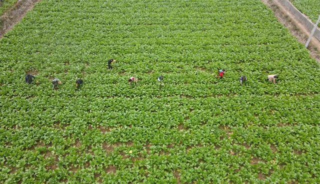 绿意盎然！古蔺这个"菜篮子"……(图4)