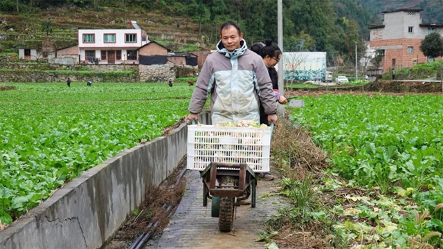 绿意盎然！古蔺这个"菜篮子"……(图5)