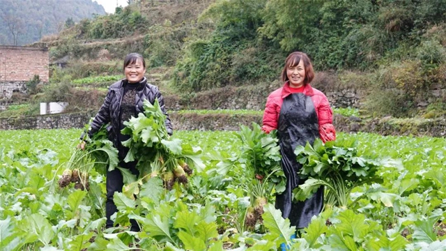 绿意盎然！古蔺这个"菜篮子"……(图6)