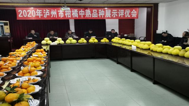 泸州市召开柑橘中熟品种展示评优会,金奖银奖都有哪些?(图1) 泸州市召开柑橘中熟品种展示评优会,金奖银奖都有哪些?(图1)