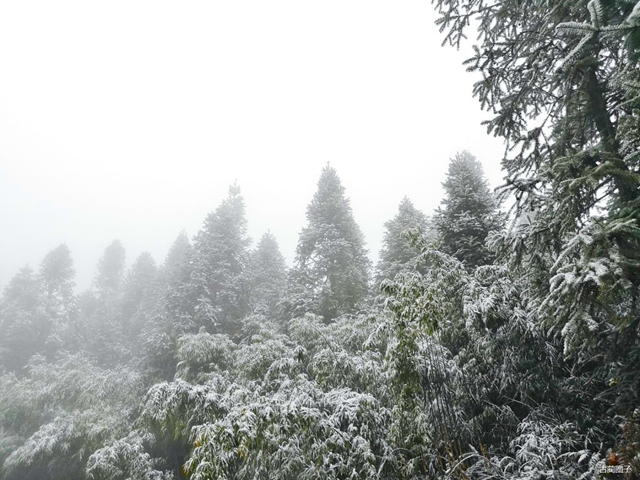 古蔺箭竹蔓岭的雪来了！快看！(图2)