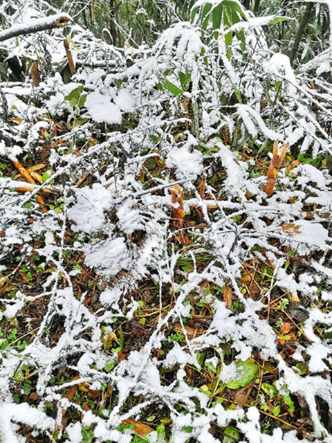 古蔺箭竹蔓岭的雪来了！快看！(图4)