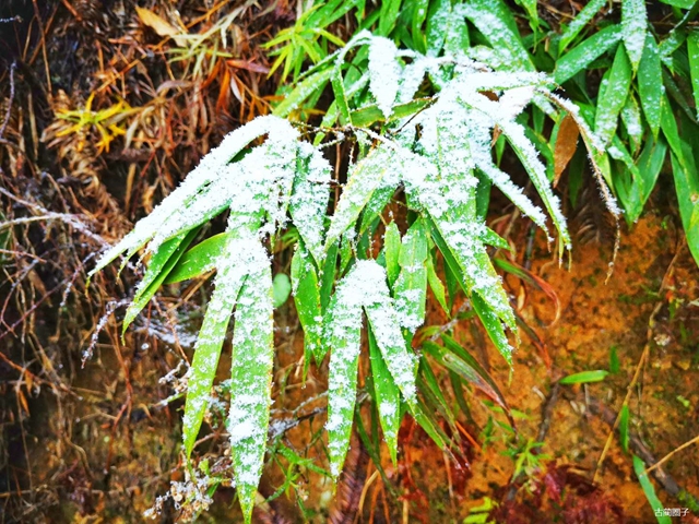 古蔺箭竹蔓岭的雪来了！快看！(图3)