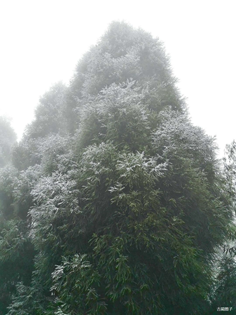 古蔺箭竹蔓岭的雪来了！快看！(图8)