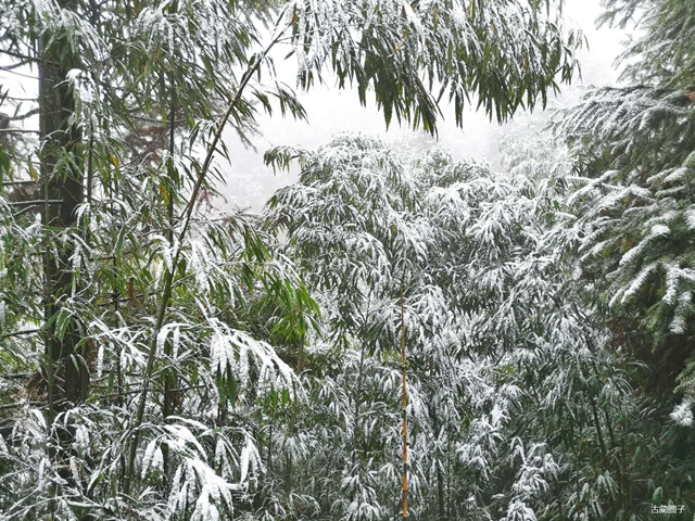 古蔺箭竹蔓岭的雪来了！快看！(图7)