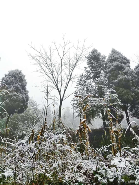 古蔺箭竹蔓岭的雪来了！快看！(图9)