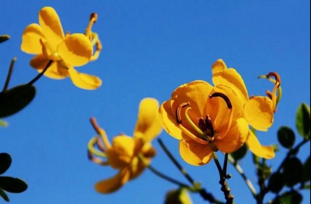 泸州长江滨江路景观已恢复原貌，四条景观大道升级完成(图14)