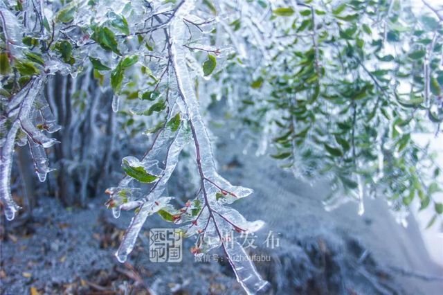 【扩散】12月12日，相约西南医大中医院“火”一把！(图2)