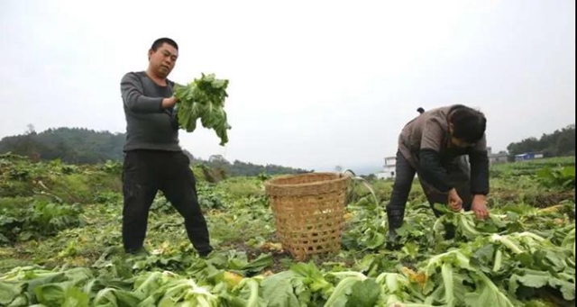 泸州:儿菜地里丰收景(图3) 泸州:儿菜地里丰收景(图3)