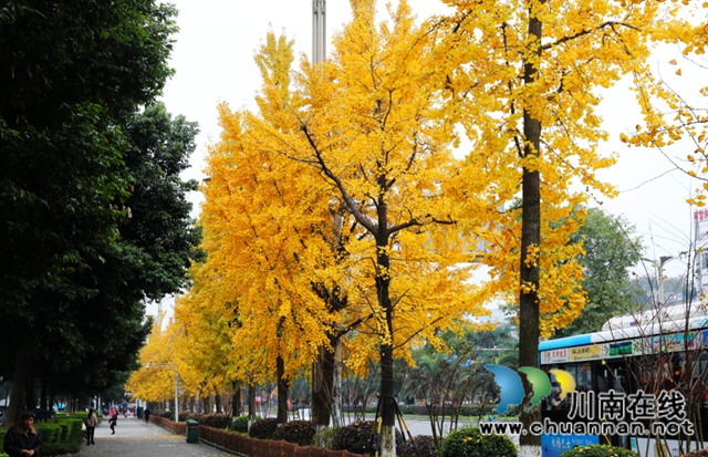 银杏黄了！酒城泸州迎来新一轮“颜值”高峰(图3)