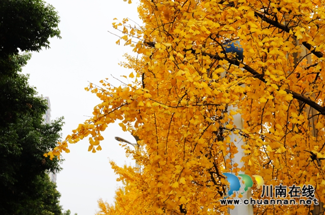 银杏黄了！酒城泸州迎来新一轮“颜值”高峰(图2)