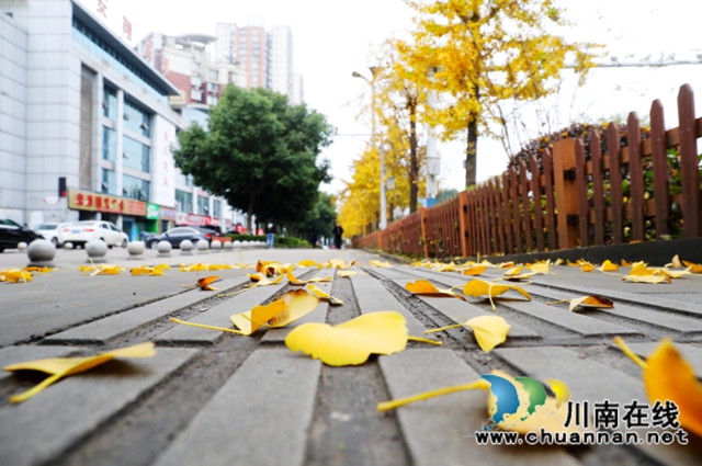 银杏黄了！酒城泸州迎来新一轮“颜值”高峰(图5)
