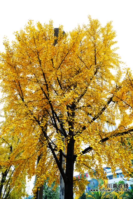 银杏黄了！酒城泸州迎来新一轮“颜值”高峰(图6)