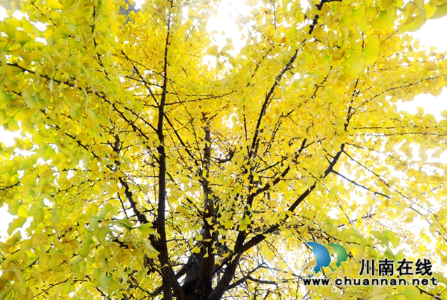 银杏黄了！酒城泸州迎来新一轮“颜值”高峰(图8)