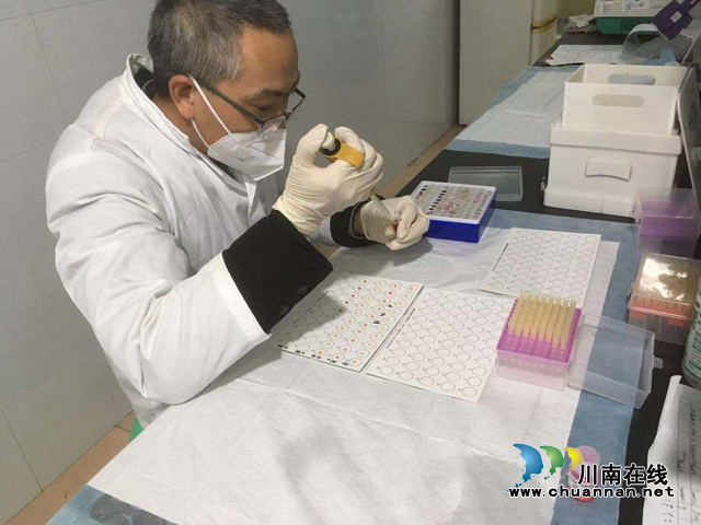 纳溪区农业农村局开展动物疫病强制免疫抗体检测(图1)