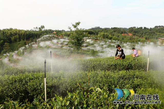 中国茶叶高级专家王云到泸州拂羽茶叶公司调研(图1)