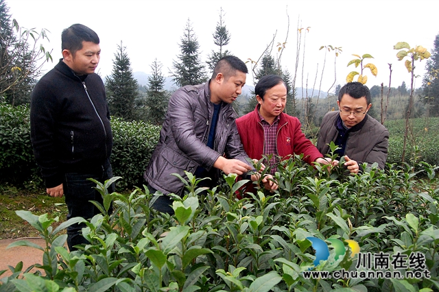 中国茶叶高级专家王云到泸州拂羽茶叶公司调研(图2)