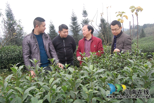 中国茶叶高级专家王云到泸州拂羽茶叶公司调研(图3)