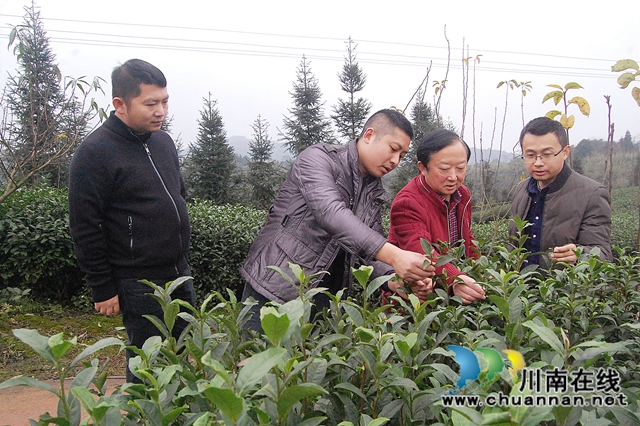 中国茶叶高级专家王云到泸州拂羽茶叶公司调研(图4)