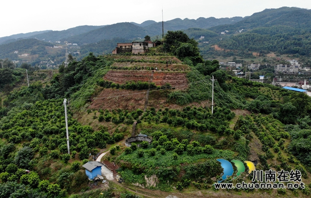泸县石桥:全家人奋战七年 矸石山变成花果山!(图1) 泸县石桥:全家人奋战七年 矸石山变成花果山!(图1)