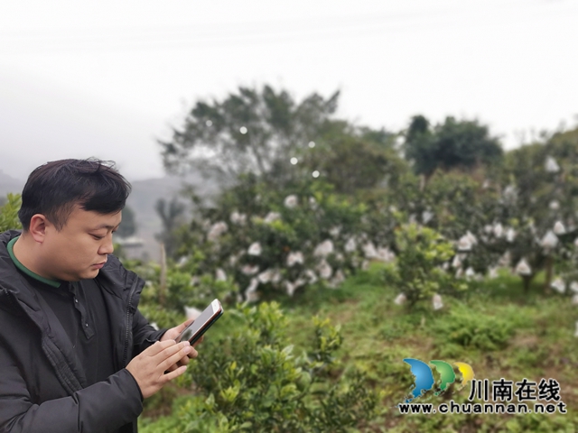 泸县石桥:全家人奋战七年 矸石山变成花果山!(图3) 泸县石桥:全家人奋战七年 矸石山变成花果山!(图3)