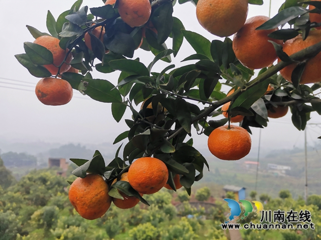 泸县石桥:全家人奋战七年 矸石山变成花果山!(图4) 泸县石桥:全家人奋战七年 矸石山变成花果山!(图4)