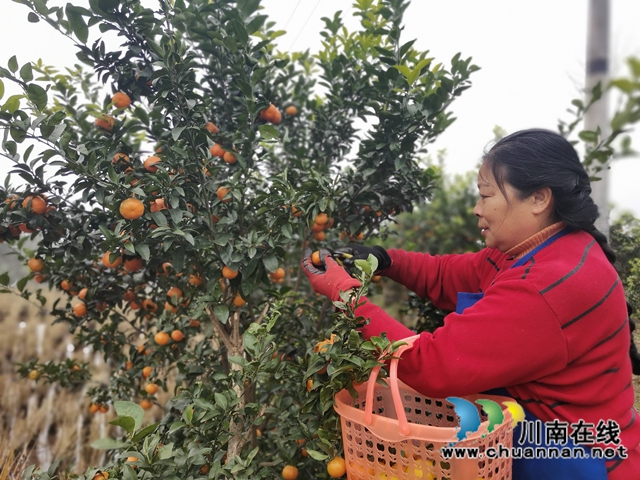 泸县石桥:全家人奋战七年 矸石山变成花果山!(图5) 泸县石桥:全家人奋战七年 矸石山变成花果山!(图5)