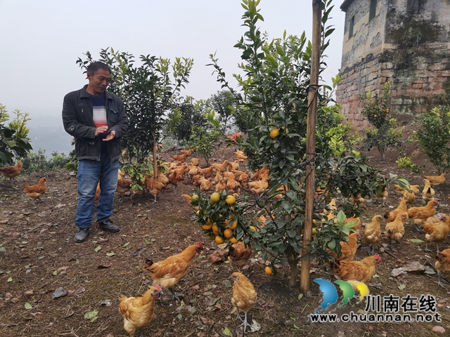 泸县石桥:全家人奋战七年 矸石山变成花果山!(图7) 泸县石桥:全家人奋战七年 矸石山变成花果山!(图7)