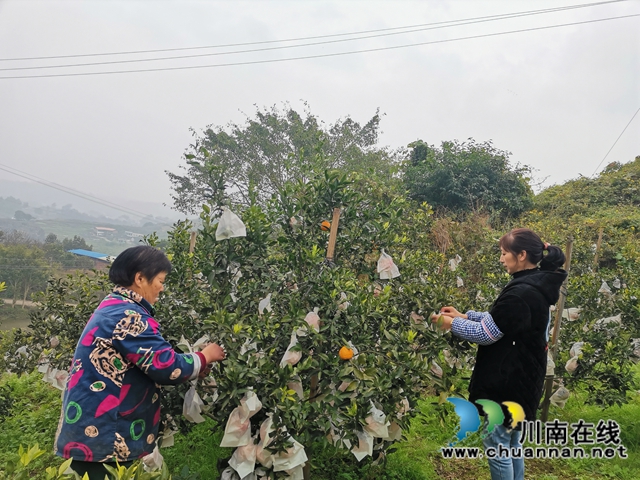 泸县石桥:全家人奋战七年 矸石山变成花果山!(图8) 泸县石桥:全家人奋战七年 矸石山变成花果山!(图8)