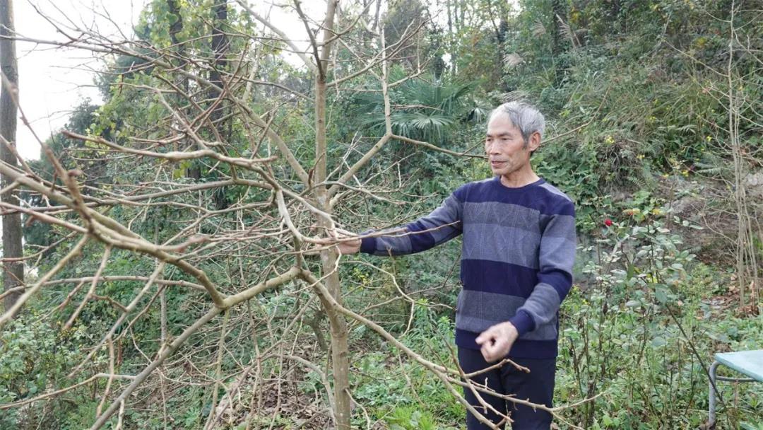 好人闵弟聪！一位闲不住的老支书(图8)