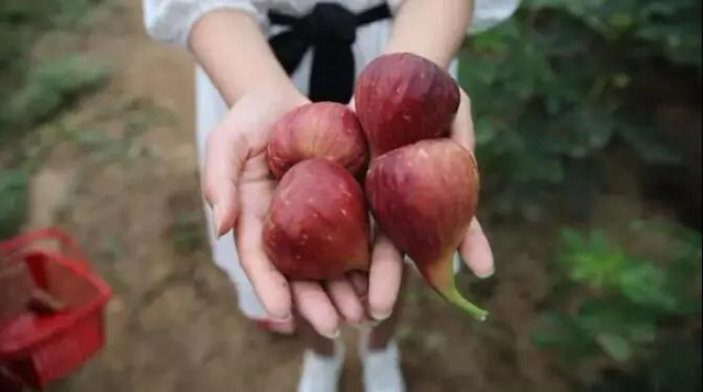 内江市威远县荣获“无花果中国特色农产品优势区”称号(图1) 内江市威远县荣获“无花果中国特色农产品优势区”称号(图1)