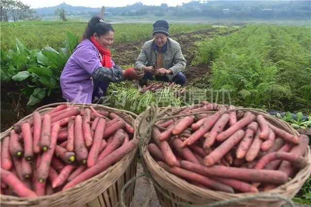 200多年历史！内江这个萝卜“不摆”了——(图5)