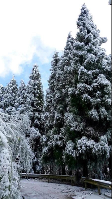 冰雪奇缘！快来古蔺捕捉阳光下的雪封仙境！(图16)