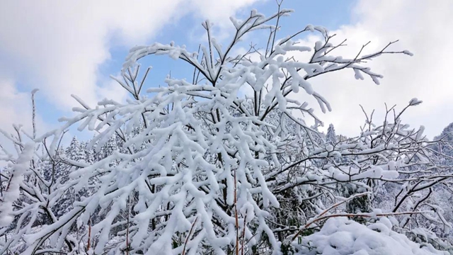 冰雪奇缘！快来古蔺捕捉阳光下的雪封仙境！(图19)