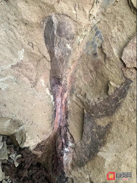 佩服！在自贡散个步都能发现“恐龙”(图2)