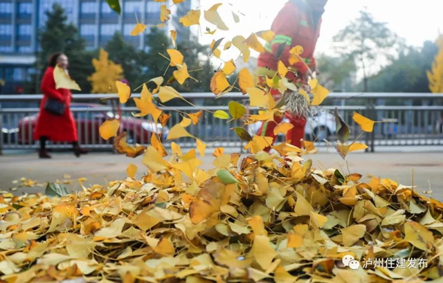 限时观赏！泸州这8个地方银杏金黄，速来打卡！(图5)