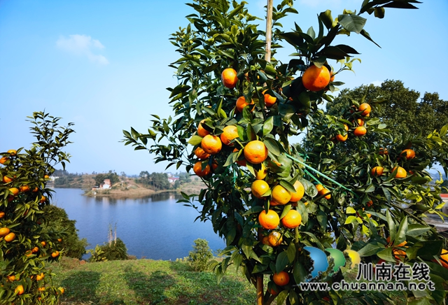 泸县立石镇：玉龙湖畔橘满青山(图1)