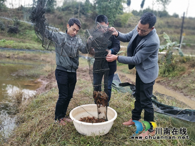 泸县：龙虾错时销售价格高，稻虾种养效益好(图3)