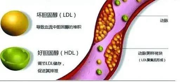 【辟谣】吃鸡蛋不吃蛋黄？胆固醇真的如此可怕？(图6)