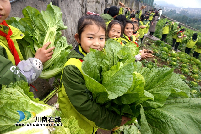 “哇！白菜比我头都大”，叙永县龙凤中心校开展2020年秋季劳动实践基地收获节(图1)