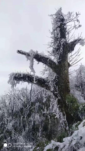 这些赏雪地点赶紧收藏！宜宾可能迎来新年第一场雪(图4)