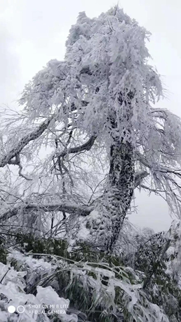 这些赏雪地点赶紧收藏！宜宾可能迎来新年第一场雪(图3)