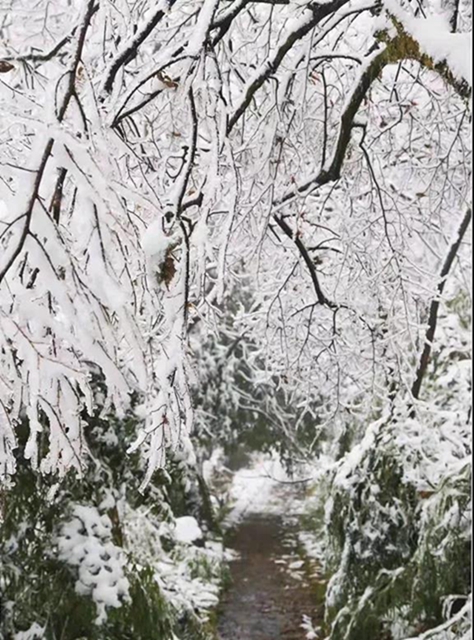 这些赏雪地点赶紧收藏！宜宾可能迎来新年第一场雪(图20)