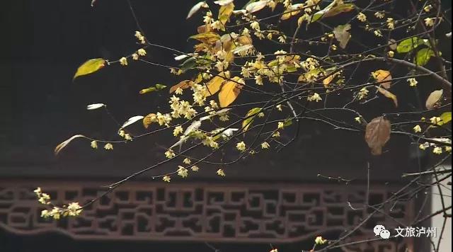 香喷喷！快来泸州这些地方赏蜡梅(图2)