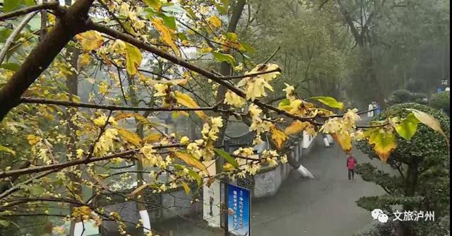 香喷喷！快来泸州这些地方赏蜡梅(图4)
