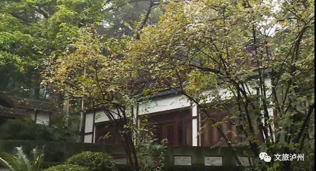 香喷喷！快来泸州这些地方赏蜡梅(图6)