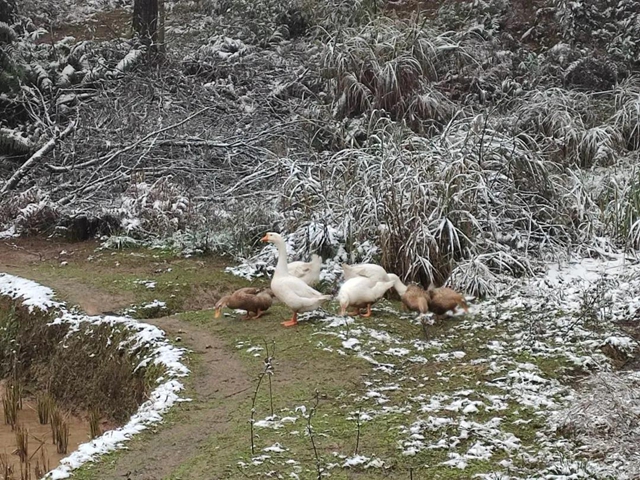 来方山，“雪”拼！(图14)