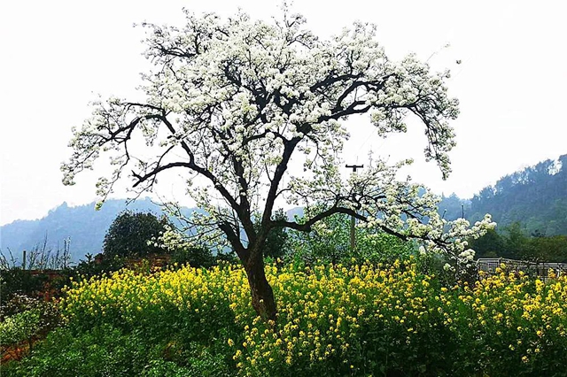 正在公示！宜宾这三个景区被省上点名！